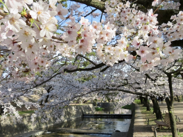 夙川公園桜